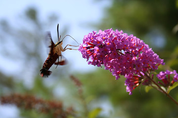 Busy  Insect