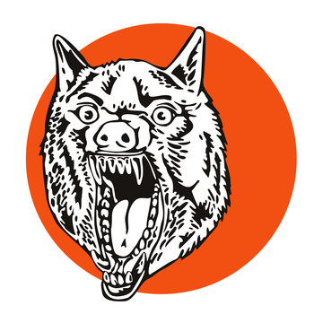 Growling grey wolf