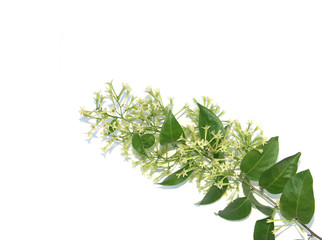 branche fleurie de jasmin