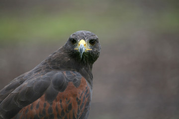 Wüstenbussard