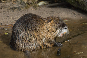 closeup of a coypu, also named  nutria native to South America