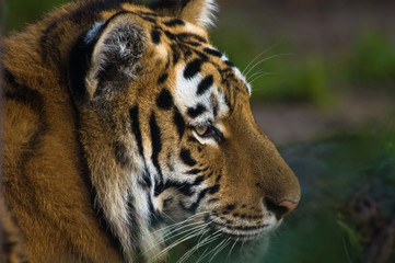 close-up of a beautiful tiger