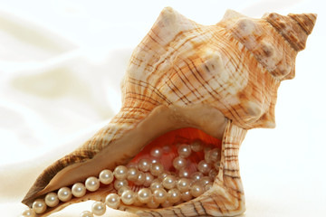 conch holding pearls