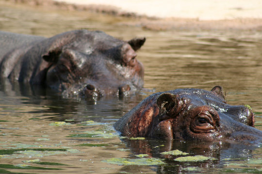 zwei Hippos