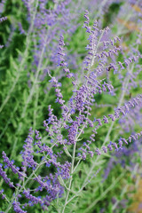 Lavande bleutée