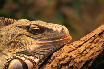Drachen Echse