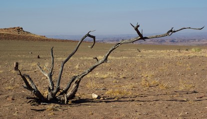 Arbre mort - Damaraland - Namibie