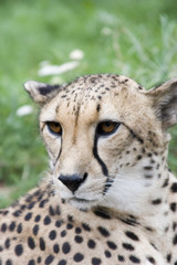Close-up acinonyx jubatus head (loking a little left)