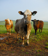 Three Cows