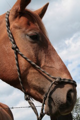 Fototapeta premium pferd