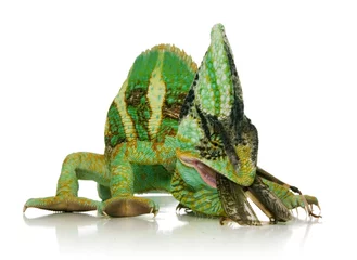 Crédence de cuisine en verre imprimé Caméléon chameleon eating a cricket