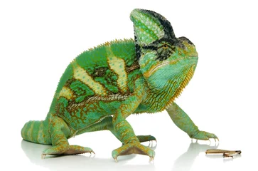 Printed kitchen splashbacks Chameleon chameleon