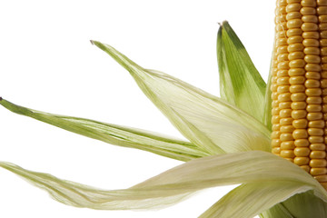 close-up of a corncob isolated over white background © arnowssr