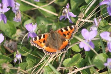 Small Tortoiseshell