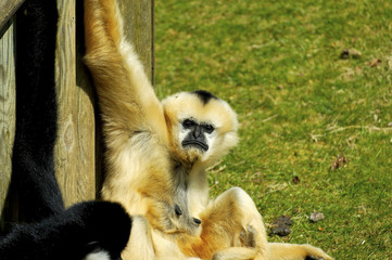 Fototapeta premium monkey moue