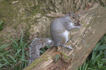 Hungry Grey Squirrel