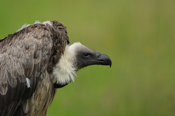 vautour