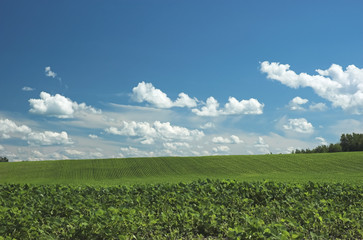 Green farm field