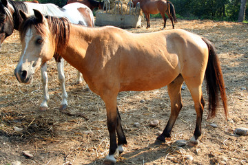 poney isabelle