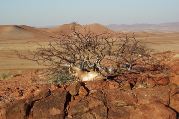 Flore etonnante et couleur de Namibie : Comiphora 