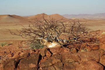 Zelfklevend Fotobehang Flore etonnante et couleur de Namibie : Comiphora  © Sahara Nature