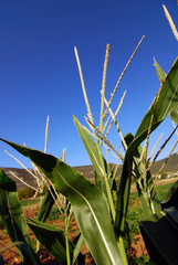 corn plantation closeup against fabulous blue sky