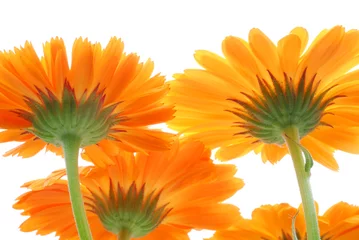 Foto auf Acrylglas Gerbera gerbera flowers