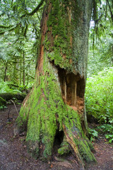 Moss Covered Tree Trunk