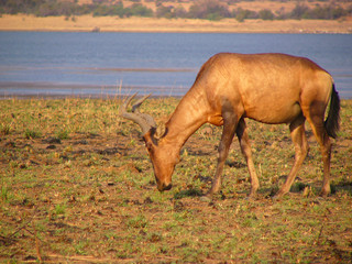 Hartebeest