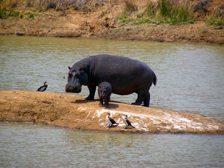Hippo with a baby