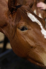 Old horse in a farm