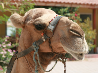Turkish camel in team close-up