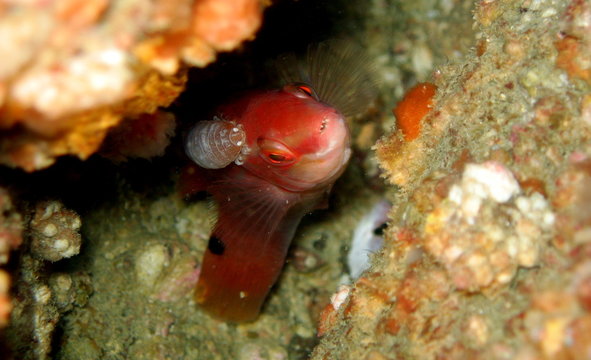 Une vieille coquette parasitee par un isopode