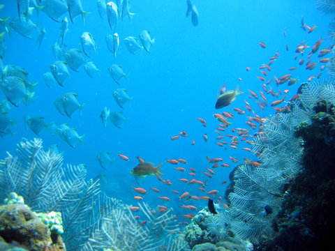 Paysage aquatique