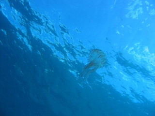 Fototapeta na wymiar Une meduse en pleine eau