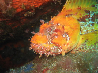 Une rascasse dans un trou