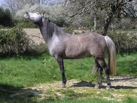 0909 - Cheval hennissant