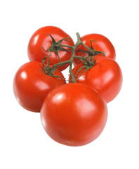 The Spanish tomatoes on a branch on a white background