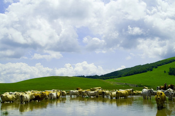 mandria