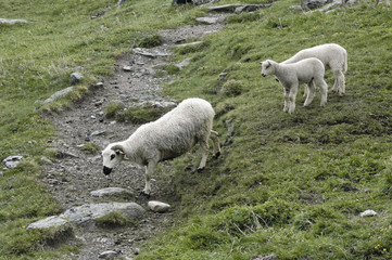 Fototapeta premium moutons