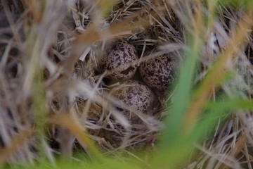 Dipper Eggs 1