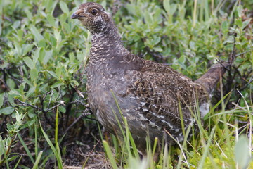 Ptarmigan 2