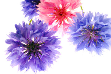 pink and blue flowers