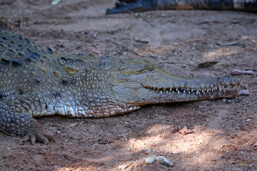 Süßwasserkrokodil Australien_07_1951