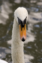 A mute swan looks at the camera