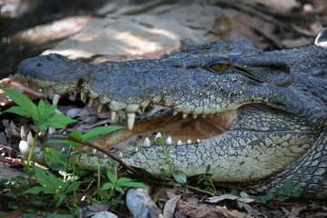 Salzwasserkrokodil Portrait Australien_07_1958