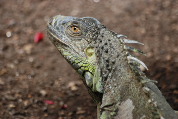 iguane
