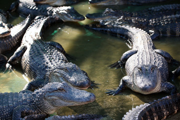 Alligator Australien_07_1964