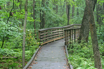 a trail in great swamp
