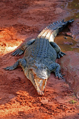 Salzwasserkrokodil Australien_07_1971,01